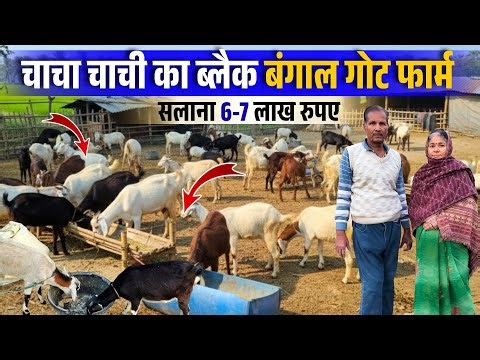 Black Bengal Goat मार्केटिंग का टेंशन नहीं Rate की गारंटी 🔥💯 चाचा-चाची का देशी Goat Farming Business