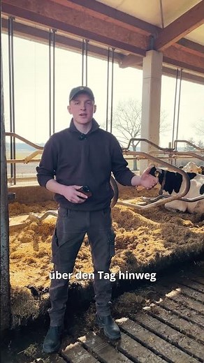 Where do cows actually sleep?