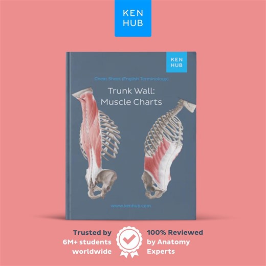Trunk Wall Muscle Chart | Abs, Back, Pelvic Floor Reference PDF - Etsy