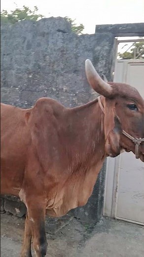 Cow Lovers Unite: The Ultimate Guide to Caring for Cows