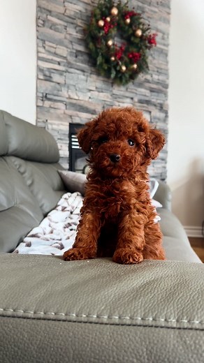 Adorable Red Toy Poodle Puppies Available in Laval