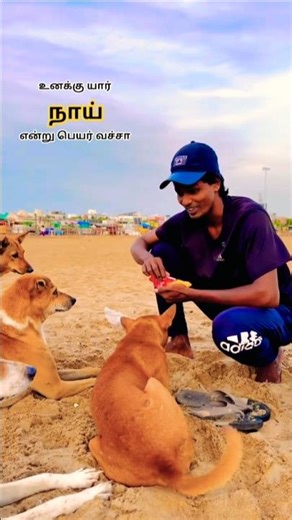 உனக்கு யார் நாய் என்று பெயர் வச்சா ???