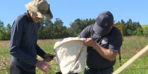 Leafy spurge combatted with flea beetles in Morton County