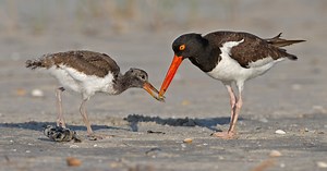 American Oystercatcher