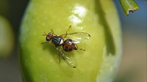 Μαζική παγίδευση του δάκου της ελιάς με την Flypack® Dacus