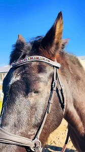 Bitless Bridles!!! | Free Spirit Equestrian