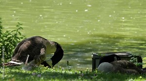 Canada Goose near a Lake Preening itself and another Goose is Sleeping on a Sunny Day