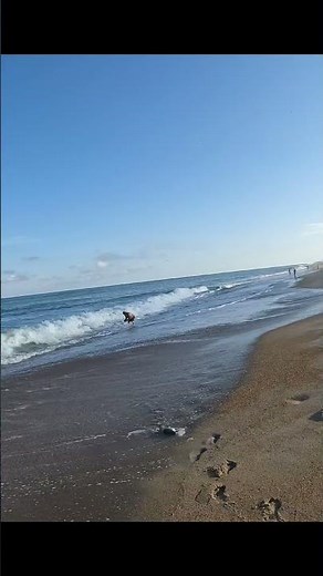 Bluefish on topwater in the surf in Avon NC #fishing #obx