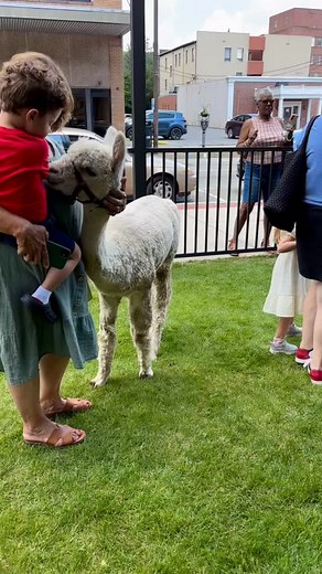 Yesterday we visited the Cambria County Library. It was both Ruby’s and Meghan’s first public outing—they did great, especially in the heat. There was lots of shade and freeze pops, Lola even had some freeze pops with LeeAnn. The visitors were all very polite with the alpacas. We changed things up this year and it worked well. After we unloaded back home, we attempted to get a picture of Ruby with her sire, Bandit. She does resemble him. Thanks to Leah and the rest of the library staff for havin