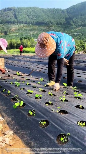 Laying pre-punched weed barrier fabric