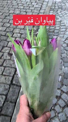 Learn Kurdish: Essential Phrases for Beginners