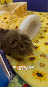 78K views · 2.3K reactions | Guinea pig facts! Ever wondered how guinea pigs experience the world?  Let’s explore their incredible senses #guineapigs #cavy #guineapigsaustralia #guineapigsofinstagram #guineapiglife #guineapigfacts | Guinea Pigs Australia | Facebook