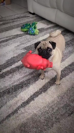 #CapCut ##tocute #dogsoftiktok #pugsoftiktok #doggielove #ellieandsadie #pugs #adorable #dogsaregreat #puglife #pets