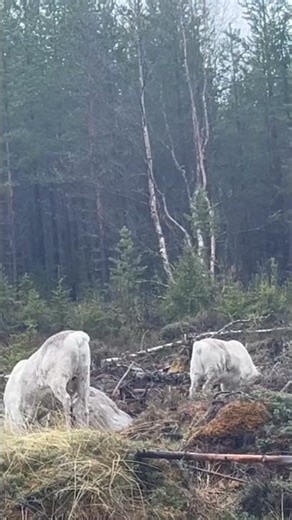Lapland reindeer’s with cute horns:)