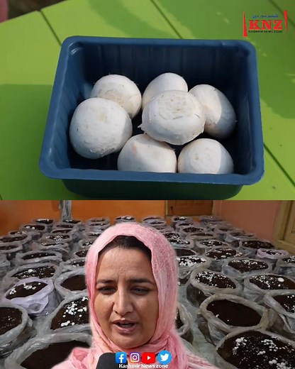#WatchNow || Meet Kulsuma Nazir from Batwina Ganderbal, a young Kashmiri woman who has taken up mushroom cultivation under the HADP scheme. Her dedication is inspiring others towards self-employment and sustainable farming in the valley. DC Ganderbal, J&K | Kashmir News Zone-KNZ