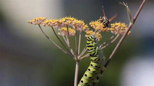 Black Swallowtail Butterfly Larvae
