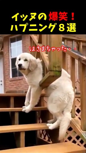 Hilarious! 8 Funny Dog Happenings #LifeWithDogs #FunnyCollection #Dogs #Don'tLaugh