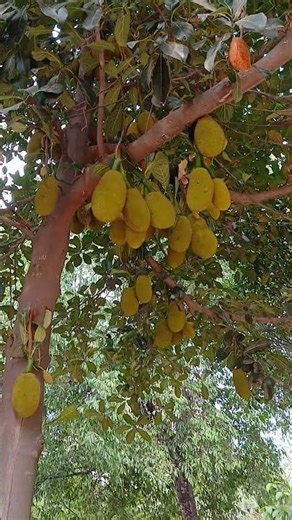 subhan gandi ji se meli