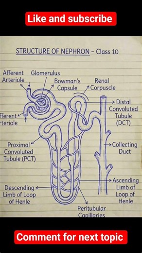 class 10th science structure of nephron.