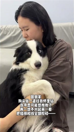 Cross-Border Cattle Herding: Dogs at Work