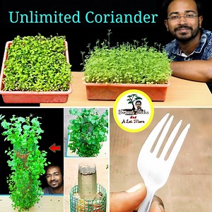 136K views · 3.7K reactions | Grow Unlimited coriander at home in two unique ways | DIY Gardening : Today I am going to show you how to grow coriander at home. This coriander or dhaniya is necessary for pudina ki chutney. This method is step by step tutorial so it is best for beginners. | Bonsai Tricks And a Lot More Official | Facebook