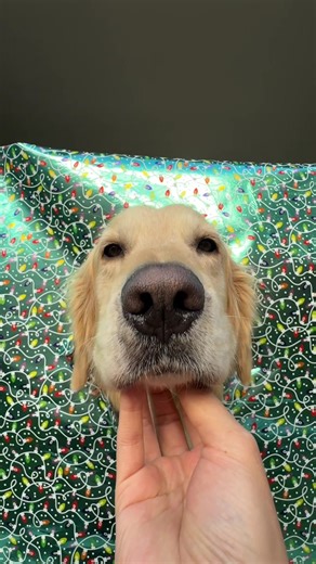 Fotos Navideñas con Felipe y Perros