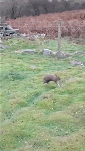 rabbit snaring in the uk #trapping #snaring #rabbitsnaring #hunting #survival #rabbithunting