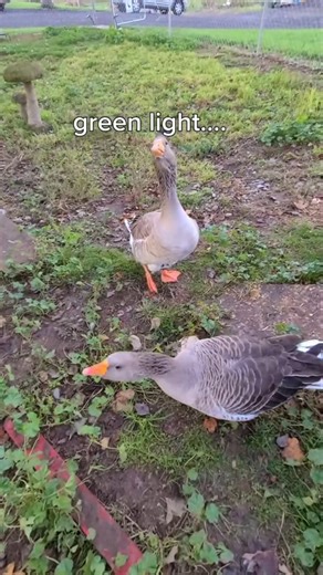 New Funny Sheep Video #sheep #animals #PINKHolidayRemix | Viral M