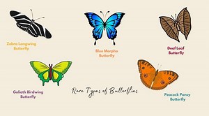 14 Rare Types of Butterflies (That You've Never Seen Before) - The Hamny