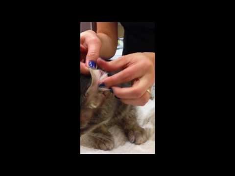 Checking Blood Glucose Levels on Your Pet