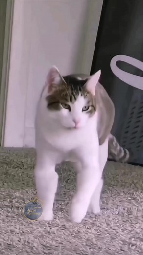 #pet #funnyreels #funnypets #animallover #fun | funny-pets