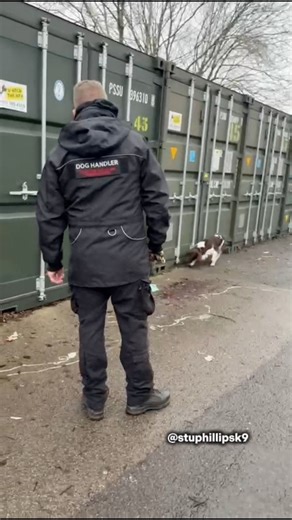 Operation CeCe Shipping Container Checks for Tobacco and Cigarettes. #detection #dog #opcece #customs #stuphillipsk9 | Stu Phillips K9