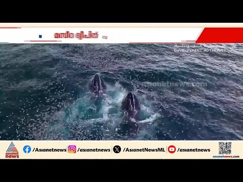 കൂനൻ തിമിംഗലങ്ങളുടെ മനോഹര ദൃശ്യം പങ്കുവച്ച് ഒമാൻ പരിസ്ഥിതി അതോറിറ്റി | Blue whale