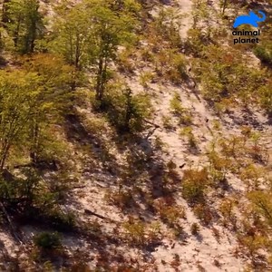 En las sabanas africanas, los perros salvajes destacan por su coordinación y estrategia de caza 🐾🌿 Con un impresionante 80% de efectividad, estos animales demuestran trabajo en equipo, inteligencia y resistencia 💪🌍 Una muestra increíble de cómo la naturaleza perfecciona habilidades sorprendentes en sus habitantes 🐕✨ | Animal Planet Latinoamérica
