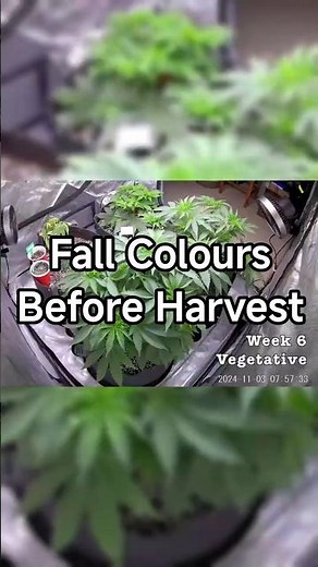 Fall Colours Before Harvest 🍁