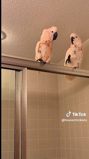 Rocking Cockatoo Dance Compilation