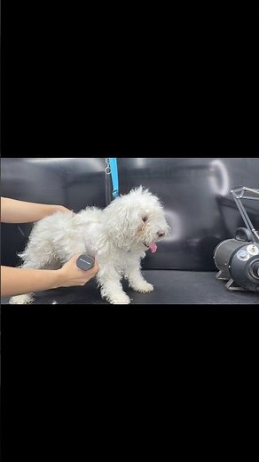 Extreme Matting Case | Professional Grooming for Comfort