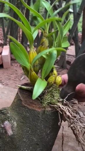 Short tutorial let's propagation densiflorum plants on wooden #short🍀🌿🌿