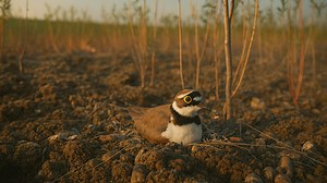 Little plover nesting on bare ground