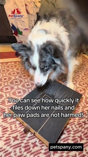 Stress-Free Dog Nail Trimming 🐶 Dog Scratch Board