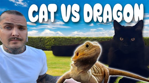 Cat reactions reveal instincts that never disappear