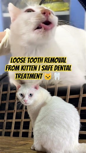 Loose Tooth Removal From Kitten | Safe Dental Treatment 🐱🦷 #animalrescue #cat