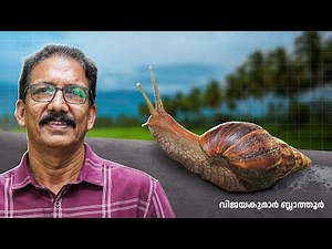 ആഫ്രിക്കൻ ഒച്ച് giant African land snail Invasion | Kerala's Hidden Threat & Amazing Gastropod Facts
