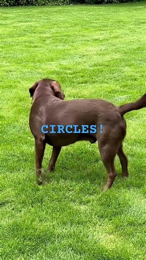 my brain when my class says they r going to chop it up like Einsteins brain #bigbrain ￼