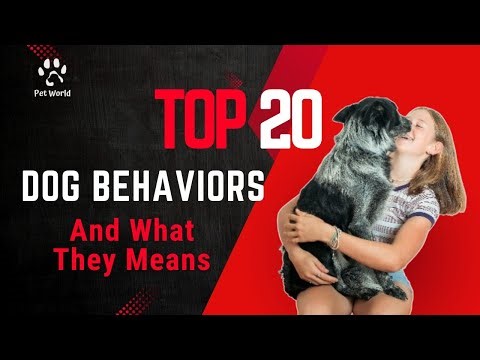 Top 20 Dog Behaviors and What They Mean | Dog Body Language Explained
