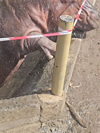 KWS Works to Rescue Resident in Complicated Situation