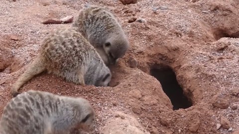 The Mongoose Problem: How 30 Snake Killers Sparked an Ecological Crisis in Japan