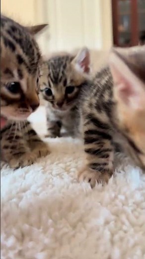 Cute Kittens Meowing Together 😻 | Sweet Meow Meow Baby Cats #shorts