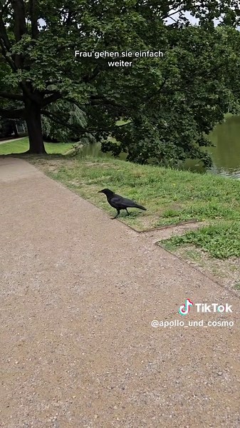 Thomas die Krähe und das lustige Katzenspiel in Dresden