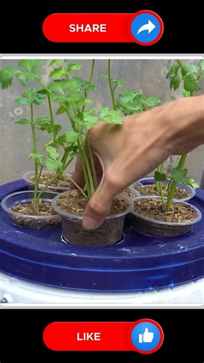 55K views · 296 reactions | Hydroponic Celery Farming  | Small Vegetable Garden | Facebook